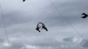 Чалтырь. В Гостях у Калуста.