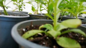 Прищипка рассады однолетних цветов.