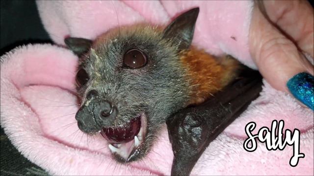 Sally, rescued Grey-headed flying-fox смотреть онлайн
