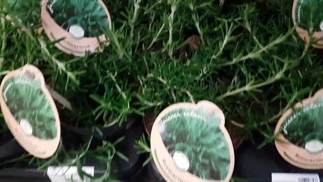 Мурдания, рипзалис, калатея, маранта, филодендрон, антуриум, нолина, розмарин, лавр... смотреть онлайн