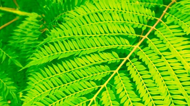 How to Grow Jacaranda From Seed | Jacaranda Mimosifolia | The Blue Jacaranda | Part 1 смотреть онлайн