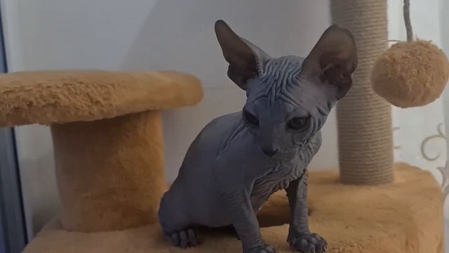 Котёнок Канадского сфинкса два месяца #канадскийсфинкс #лысыйкот #сфинкс #донскойсфинкс #котята