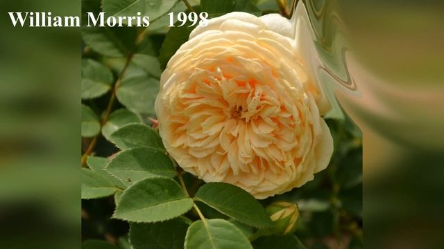 Фото роз с названиями сортов роз селекции Austin(Остин-"английские розы". Сезон 2018 смотреть онлайн