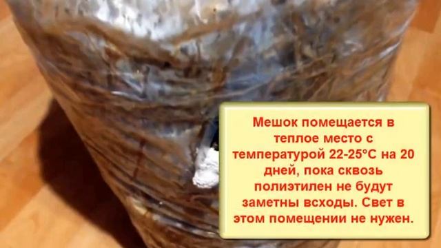 Выращивание вешенок в домашних условиях без мицелия: простой способ получить свежие грибы