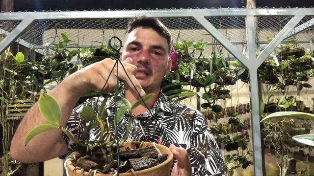 É POSSÍVEL FAZER CORTES EM ACLANDIAE? VEJA OS RESULTADOS E TIRE SUAS CONCLUSÕES 😃 смотреть онлайн