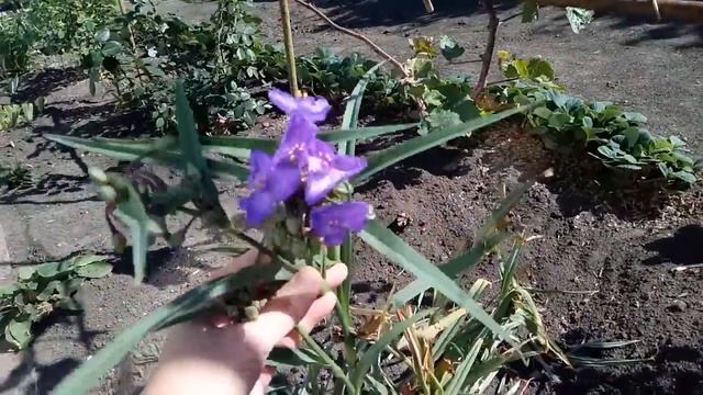 Традесканция садовая, сентябрь 2019 смотреть онлайн