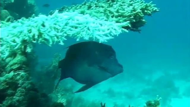 Хургада прикольные частушки Макаревича смотреть онлайн