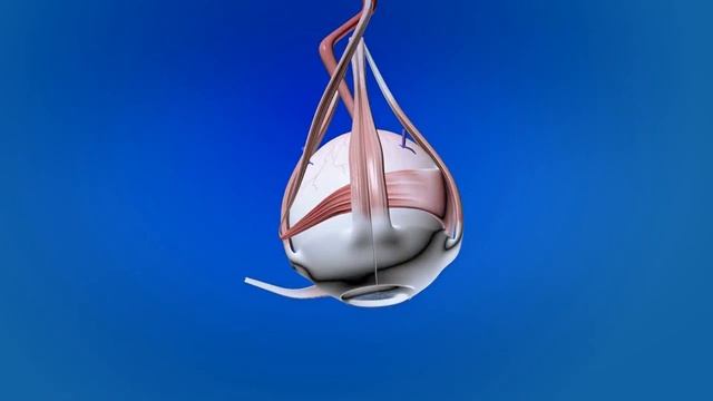 Мышцы глаза человека - строение и функции смотреть онлайн