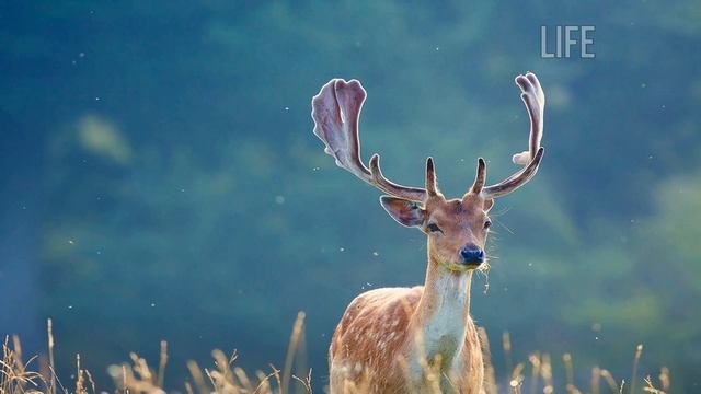 Как охотиться на оленя осенью? смотреть онлайн