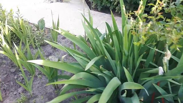 МОЯ ГОРДОСТЬ -ВЕРНЕЕ ГОРДОСТЬ МОЕЙ РАБОТЫ смотреть онлайн