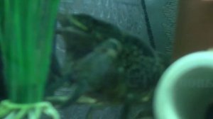 Кормление Рака (Раки в Аквариуме) Aquarium Fish