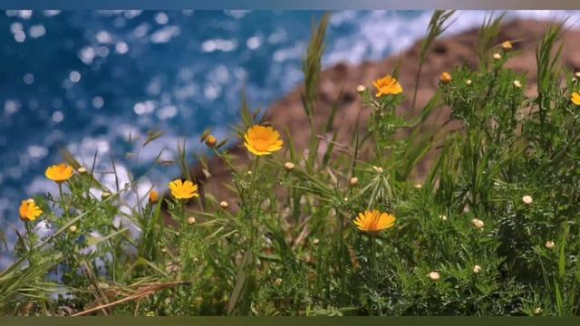Звуки природы, пение птиц, Звуки Леса, для релаксации, сна, Медитации, Relax 1 часов