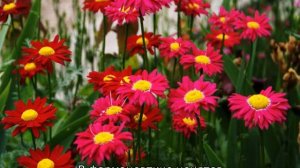 Виды ромашек