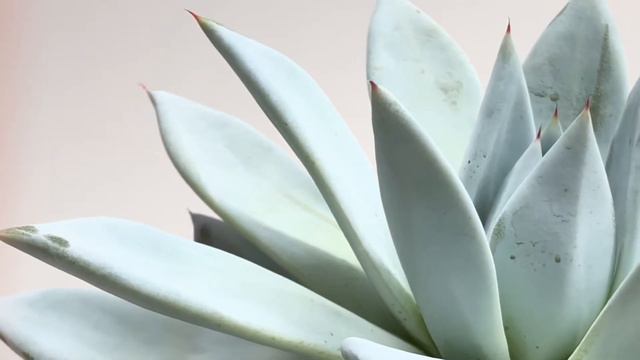 Echeveria colorata ‘Mexican Giant’ смотреть онлайн