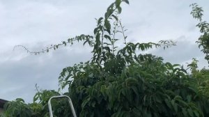 ЖИЗНЬ в ГЛУХОЙ ДЕРЕВНЕ. БЕЛАРУСЬ  АКТИНИДИЯ ЛЕТНЯЯ ОБРЕЗКА.