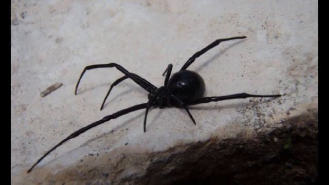 Черная вдова смотреть онлайн