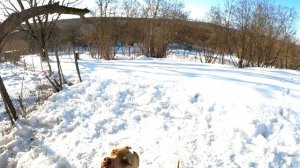 УЛЕТНЫЕ ПРЫЖКИ ОТ ПИТБУЛЕЙ !!! Рекомендую к просмотру. Питбули в деле ! Сможет ли Граф как все ??