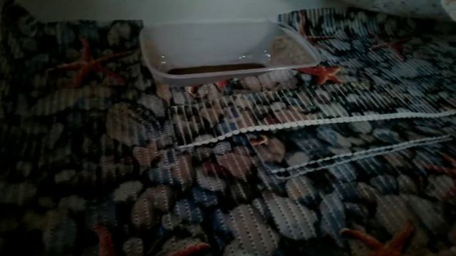 Клетка-стеллаж для морских свинок #1 СТЕЛЛАЖ ЗА 500 РУБЛЕЙ!!! смотреть онлайн