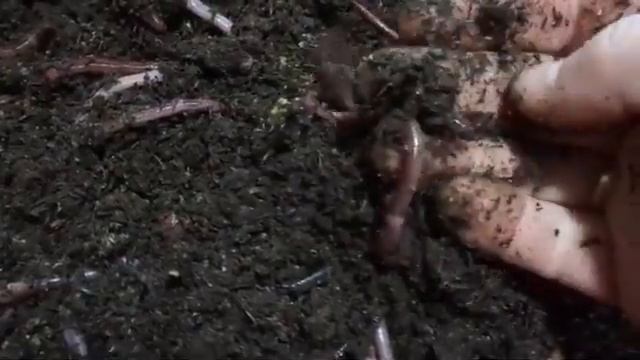 Три субстрата, смотрим результаты, червю 2 месяца. смотреть онлайн