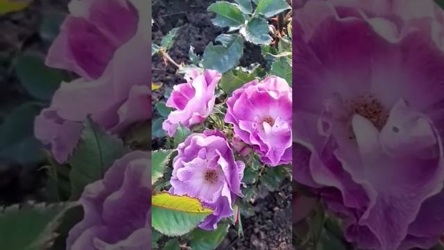 Розочка Блю фо ю ?Царство роз ??? смотреть онлайн