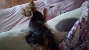 Кот батон и Йорк