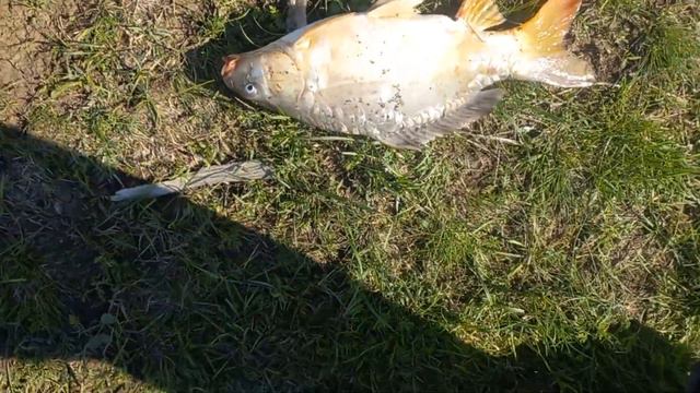 рыбалка на платниках, охота на карпа смотреть онлайн