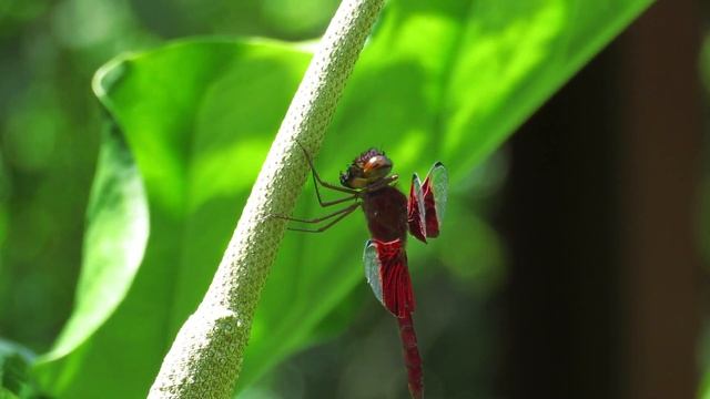 Camacinia gigantea male (03Feb2017) смотреть онлайн