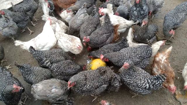 первый снег и мои куры смотреть онлайн