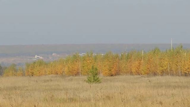 Осенняя ловля полевых жаворонков провиской 08102014