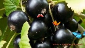 Смородина черная Ксюша (ribes nigrum) ? смородина Ксюша обзор: как сажать саженцы смородины Ксюша