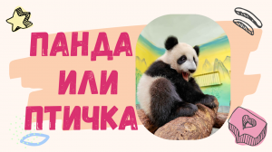Панда | Московский зоопарк | Панда или птичка