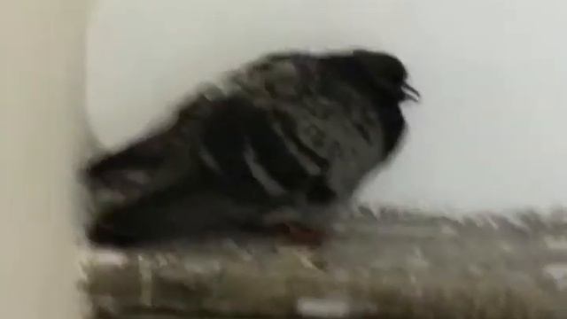 Голубь залетел в подъезд жилого дома и греется на ступеньках одним зимним утром смотреть онлайн