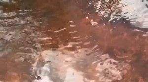 2 июня ФАЛАЛЕЙ ГРЯДОЧНИК, Тепловей, Огуречник