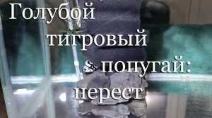Нерест Голубого тигрового попугая от А до Я с пояснениями и нюансами: 120 дней за 30 минут