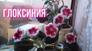 Колокольчик комнатный – Глоксиния