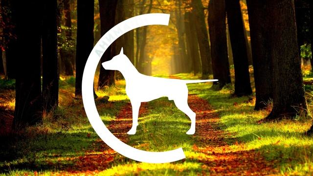 Анимация логотипа 23012017 смотреть онлайн