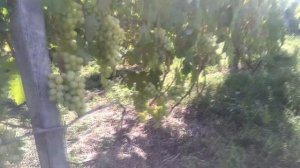 Виноград Кеша и Талисман. Схожесть и отличие