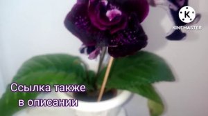 Стрептокарпус DS - Призрак