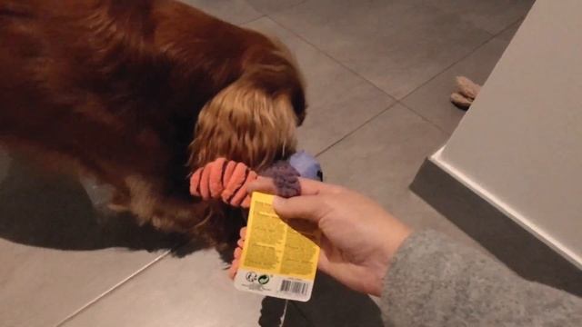 Morning/Day/Evening ROUTINE with a dog? Food ? Treats? Walkies ?English Cocker Spaniel - Robby смотреть онлайн