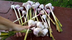 Плетение косы из чеснока, сорт голубой дунай