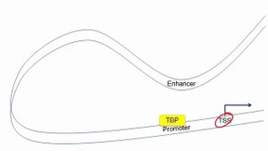 Regulation of gene expression.mp4