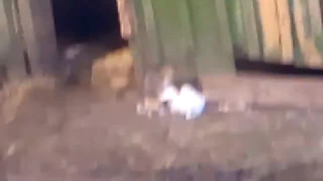 Кошка родила котят ура!!!!! смотреть онлайн