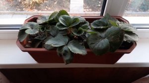 | Икра из Опят | Грибная Икра | Закуска |