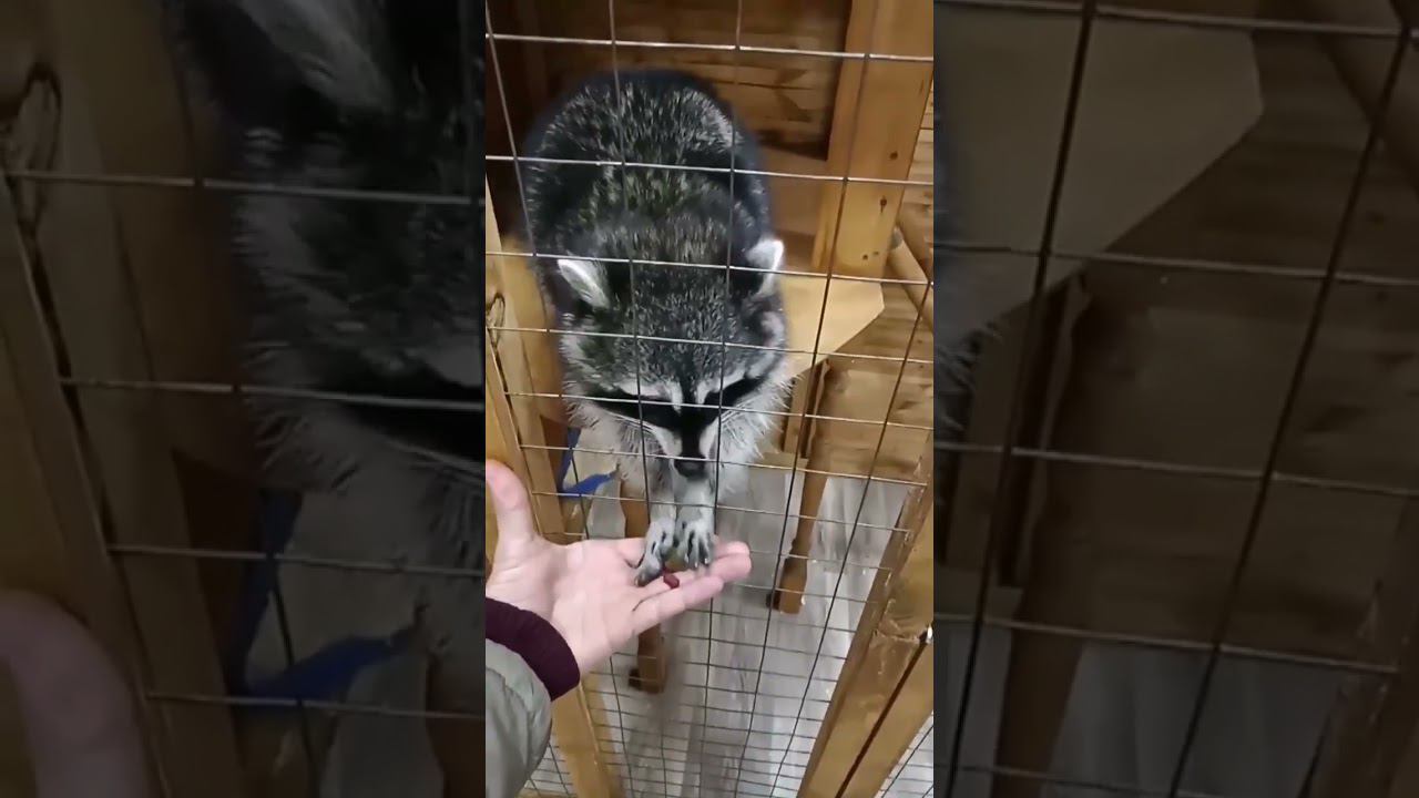 кроха енот смотреть онлайн