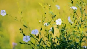 Лён цветение | Футажи красивая природа [FullHD]
