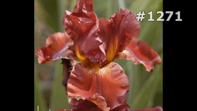 #1271. Ирисы - очень яркие цветы смотреть онлайн