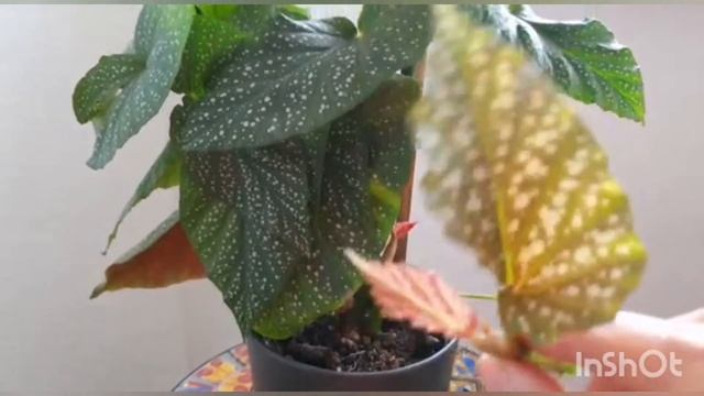 How to grow angel wings begonia #tips and #tricks #careofbegonia смотреть онлайн