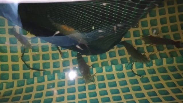 выращивание креветки Розенберга смотреть онлайн