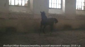 Инсбург 2018 (Ибар-Баядера о. Атом) жеребец русской верховой породы
