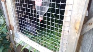 Для кроликів МОЛОЧНА КИСЛОТА.   ЗДОРОВИЙ КРОЛИК.